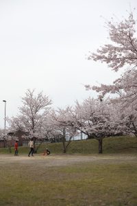 春の空気を感じて歩く、メソン周辺の散策スポット🌸